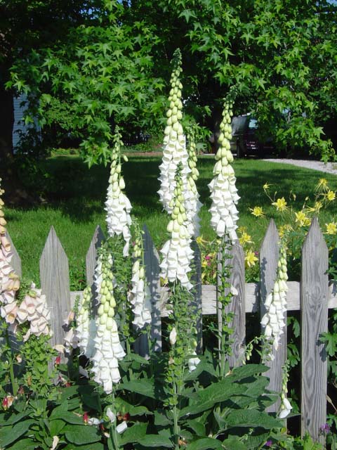 Yes, foxglove can be grown beautifully in southwest Missouri.
