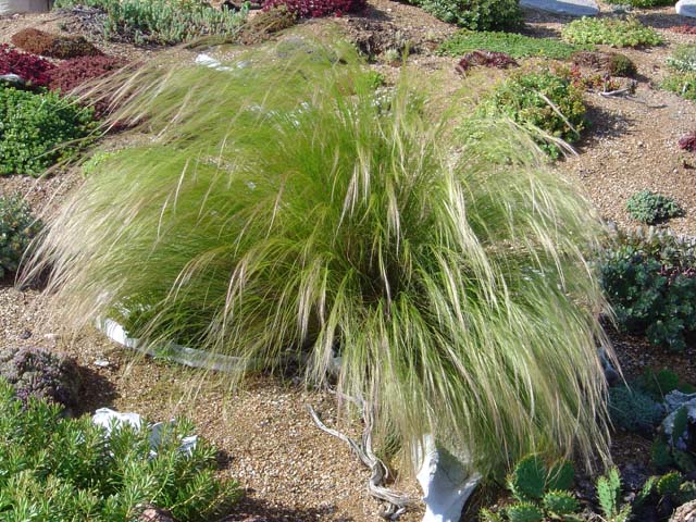 Stipa Grass growing in our 