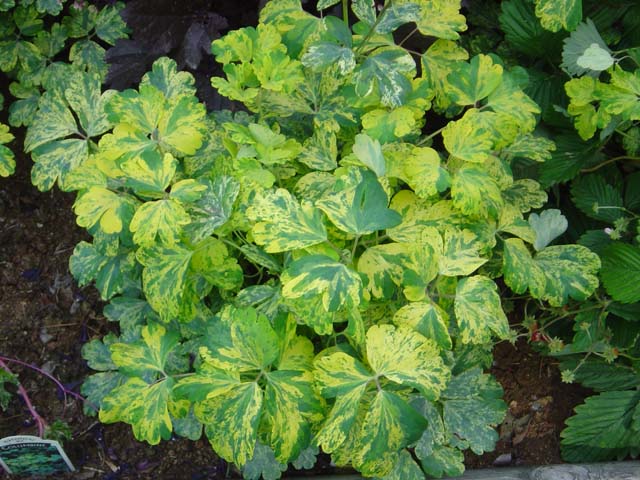 Variegated Columbine