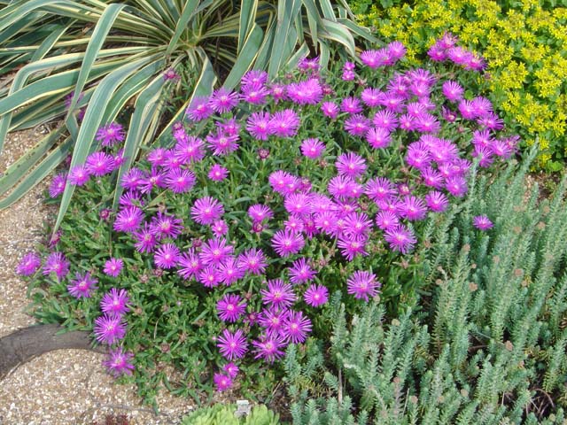 Purple Ice Plant