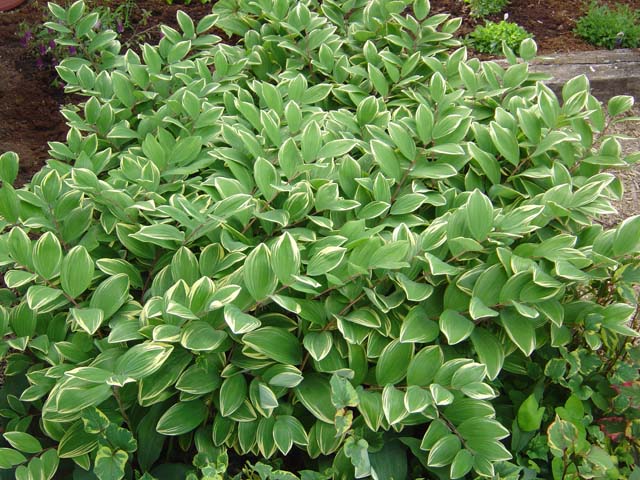 Variegated Solomon's Seal