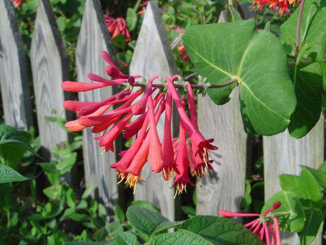 Red Honeysuckle