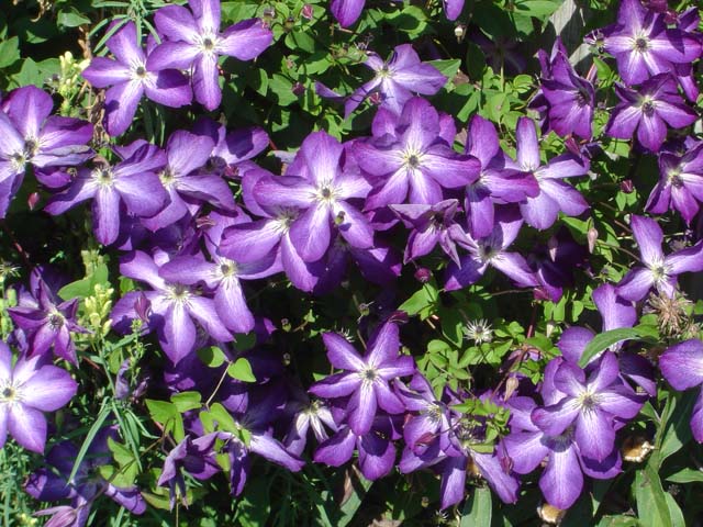 Clematis viticella 'Venosa violacea' is one of Amy's favorites.  Excellent grower and bloomer.