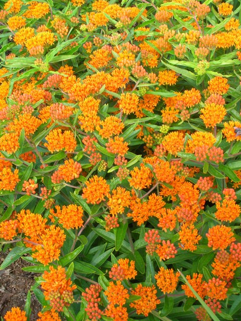 A fine example of asclepias, a wonderful Missouri-native perennial for the sun.