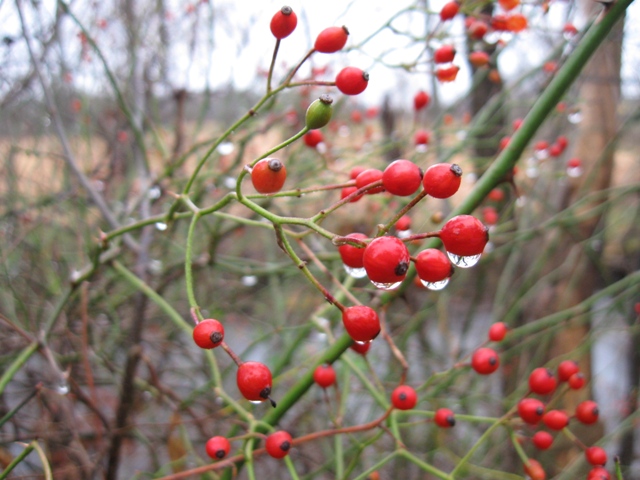 Wild rosehips collect raindrops.