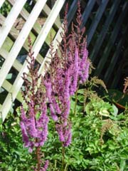 Astilbe.
