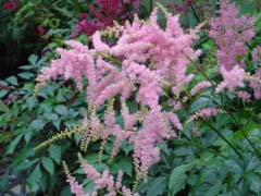 Astilbe.