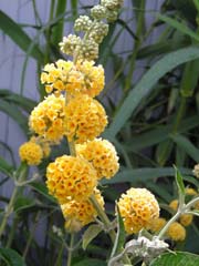 Buddleia 'Honeycomb'