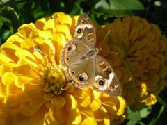 A butterfly on a zinnia.