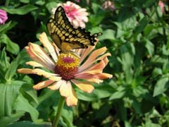 A butterfly on a zinnia.