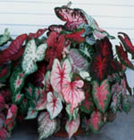 Caladiums on our front porch.