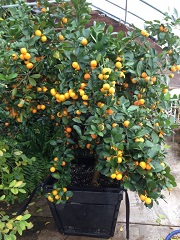 Calamondin.