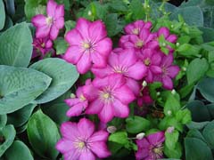 Clematis and Hostas: Two Hilltop Farm Specialties.