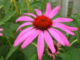 Coneflower