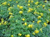 Corydalis lutea