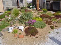 A 'Desert' planting of various sedums.