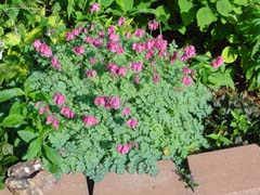 Everblooming Bleeding Heart