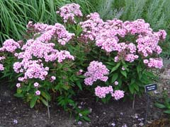 Tall Garden Phlox.