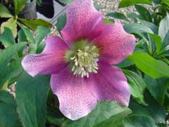 Hellebore Bloom Close Up