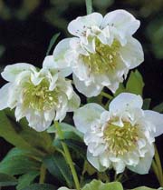 Hellebores even come with double flowers.