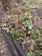 Hellebore Bed in March, Before Grooming