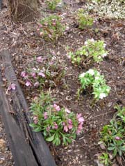 Hellebore Bed in March, After Grooming