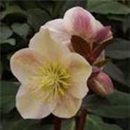 Hellebore