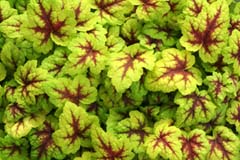 Heuchera 'Stoplight'