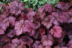 Heuchera 'Amethyst Mist'