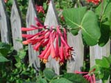 Honeysuckle