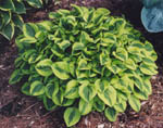 Hosta 'Grand Tiara' in our gardens