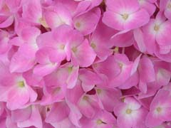 Hydrangea close-up.