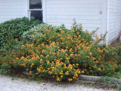 Lantana.