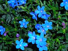 Lithodora: it's blue!