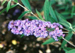 Buddleia 'Nanho Blue'