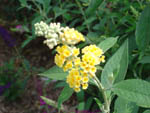 Buddleia 'Golden Glow'