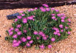 Ice Plant