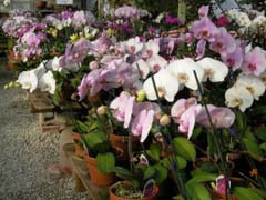 A stunning assortment of blooming orchids await you at Hilltop Farm.