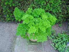 Parsley, as fresh as it gets.