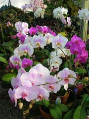 A Phalaenopsis medley.