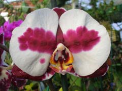 An unusual Phalaenopsis.