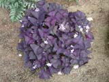 Purple Oxalis