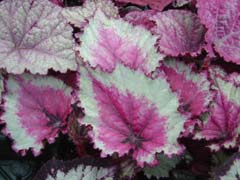 Rex Begonia.