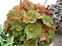 Rex Begonia.