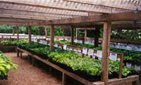 Our Hosta Sales Area