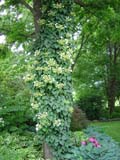 Climbing Hydrangea
