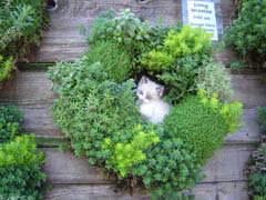 A sedum wreath, complete with kitten.