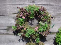 A Living Wreath